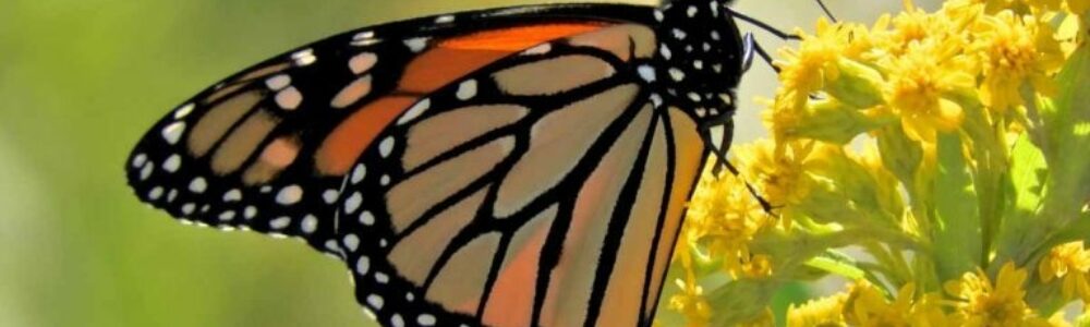 Butterfly in flowers