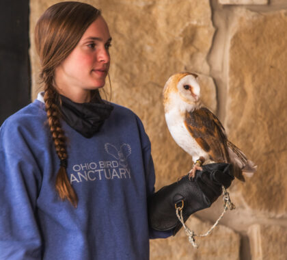 Live Birds Of Prey Demo