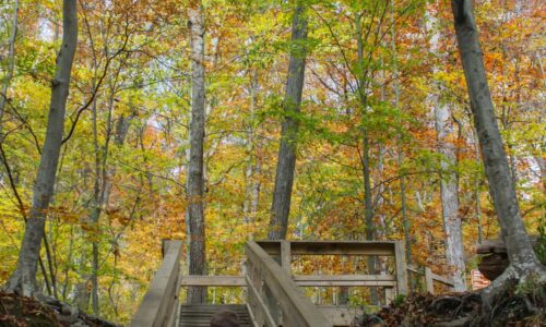 Hiking up stairs in the woods