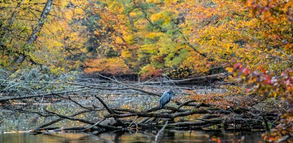 Bird sitting on lake in the fall