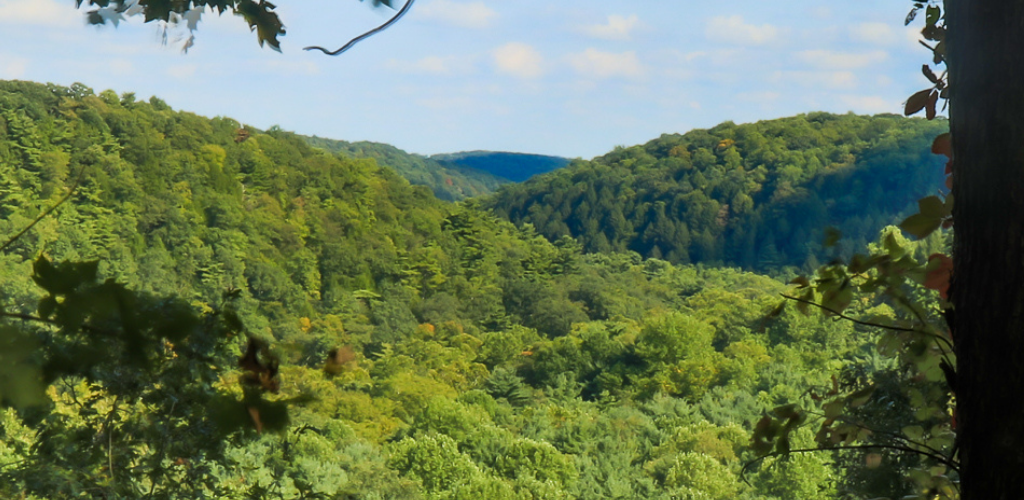 Vast forest in Spring