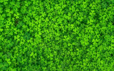 Clover Field